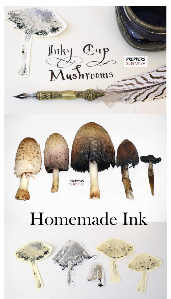 Homemade ink is so easy! Learn the Ink Making Process using Shaggy Mane Mushrooms