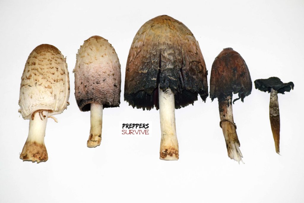 Inky Cap Mushroom - Shaggy Mane Mushrooms - Ink making process