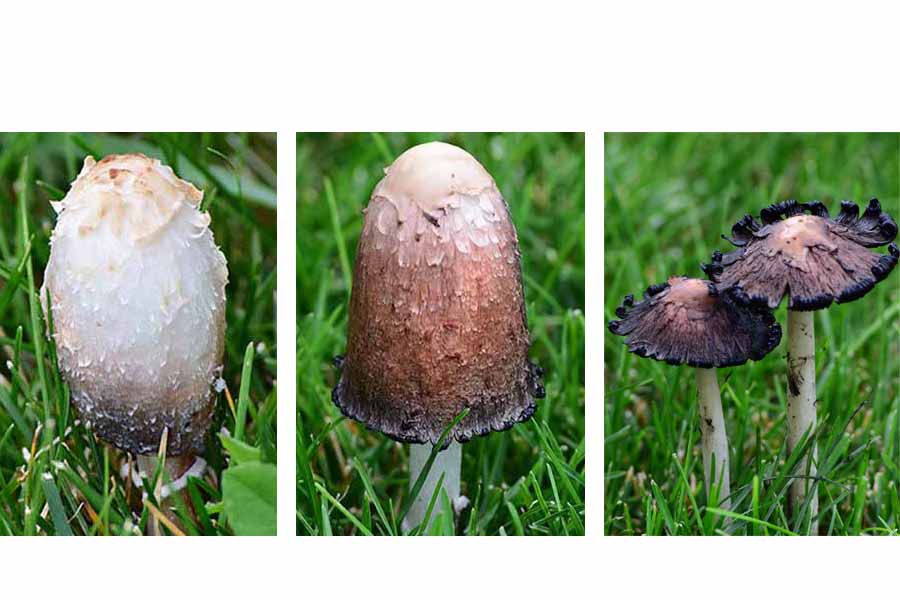 Inkcap Mushrooms, shaggy mane mushrooms, Inky cap mushrooms