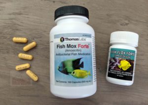 Prepper Fish Antibiotics