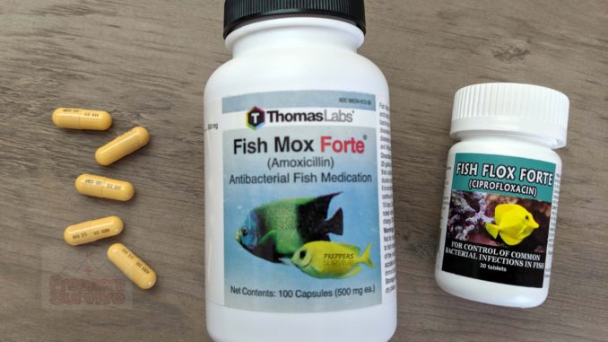 Prepper Fish Antibiotics