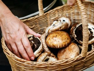 How to Start a Mushroom Farm