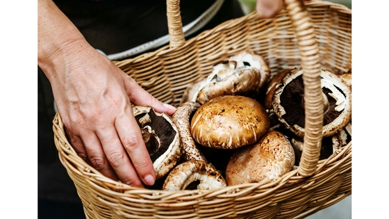 How to Start a Mushroom Farm