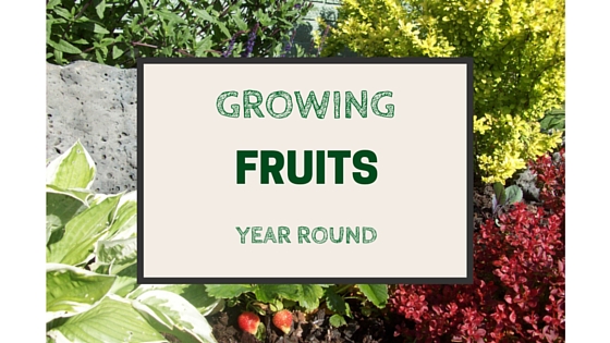 growing fruits all year round