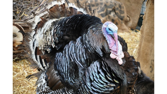 Cleaning and gutting a turkey